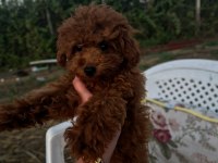 5 BUÇUK AYLIK KORE DİŞİ POODLE