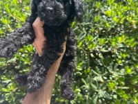 Çok Sevimli ve Oyuncu Siyah Toy Poodle Yavrularımız