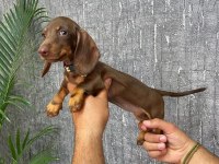 IRK VE SAĞLIK GARANTİLİ DACHSHUND YAVRULARIMIZ