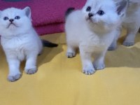 SAFKAN ORJİNAL IRK BRİTİSH SHORTHAİR YAVRULARIMIZ