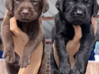 Labrador Redriever çok şirin yavrular 