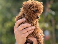 AŞILI ÇİŞ EĞİTİMLİ TEACUP TOY POODLE 