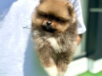 Yakışıklı Teddy Boo Pomeranian