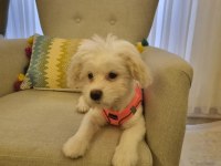 4 Aylık Aşılı Tuvalet Eğitimli Dişi Maltese Terrier