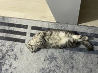 Scottish Fold Kedisi