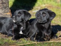 LABRADOR YAVRU KÖPEĞİMİZ