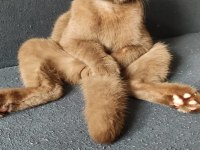 Ücretsiz scottish fold kedisini sahiplendirme