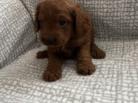 KÜÇÜK YAKIŞIKLI POODLE