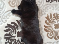 Scottish Fold Kedimizi Çiftleştirme
