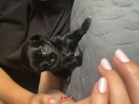 teacup şivava