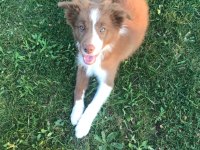 Safkan Border Collie yavruları