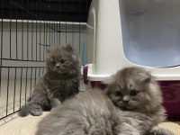 British shorthair scottish fold 2 aylık yavrular