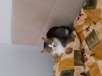 KEDİME YUVA ARIYORUM