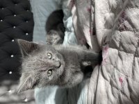 British shorthair yavrumu sahiplendiriyorum