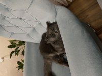 British longhair kedime kız arıyorum