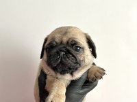 Pug mops safkan yavrularım
