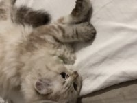 4 aylık yakışıklı british longhair