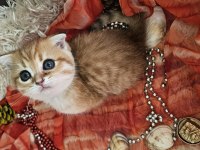 Golden scottish fold erkek bebekler