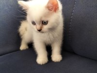 British shorthair silver point erkek yavrum
