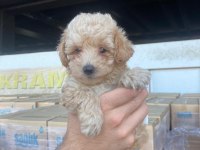 KIVIR KIVIR 0 NUMARA POODLE