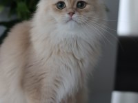 British longhair erkek kedisi