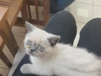 Güzeller Güzeli British Blue Point Yavru