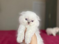 SCOTTISH FOLD LONGHAIR YAVRULARIM 