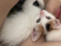Sokakta kötü halde bulunan bebek kedimize yuva olur musun