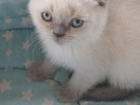 Scottish fold yavrularımız