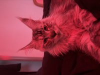 Maine Coon Prensesime Eş Arıyorum