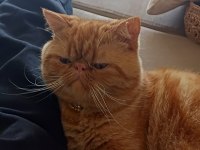 İran Kedisi Garfi