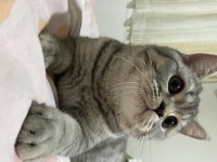 British shorthair 10 aylık