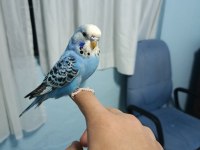 Yavru Muhabbet Kuşu