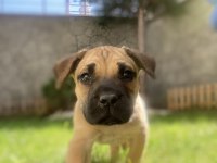 Presa canario tatlı bebek Lili aile arıyor