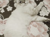 Scottish fold 1 yaşında