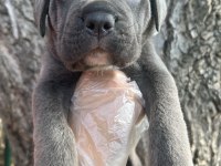 Heybetli Üst Kalite Cane Corso Yavrular