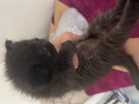 Bir anne iki yavrusu ile beraber verilecek kediler