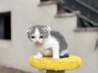 2 Aylık Dişi Scottish Fold