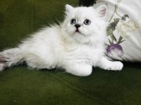 British longhair yavrular