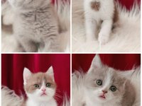 British Shorthair Bebekler Yeni Ailesini Arıyor