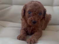 PRENS VE PRENSES KÖPEKLER