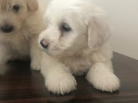 Maltese terrier 4 erkek bebiş