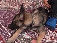 Satılıktır belçika kurdu