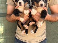 Safkan kaliteli bernese yavrularımız