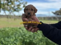 Red Toy Poodle
