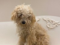 Acil Şekilde Ücretli Sahiplendirilecek Köpeğimiz