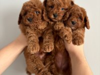 Orjinal Toy Boyut Red Brown Poodle Yavrular
