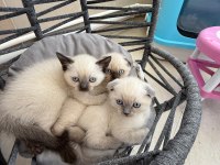British shorthair ve scottish fold yavrularımız