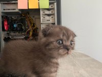 Scottish fold erkek bebeğimiz
