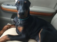 Safkan A Kalite Doberman